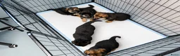 German Shepherd dogs for sale: German Shepherd Puppies From Outstanding Parents - Advert 5
