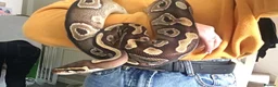 Python Snake reptiles for sale: Female Mojave Royal Python in Sittingbourne - Advert 3