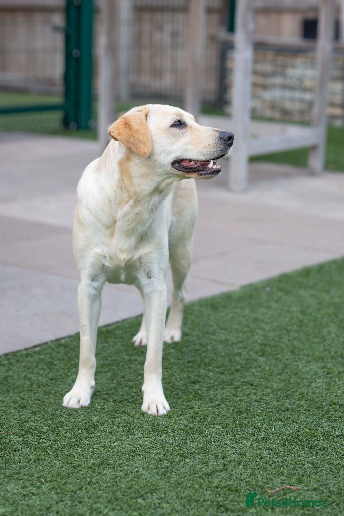 Mixed Breed dogs Lovely Lucy - Advert 1