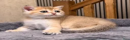British Shorthair cats for sale: 🐾 Adorable Kittens Looking for a Loving Family 🐾 - Advert 5