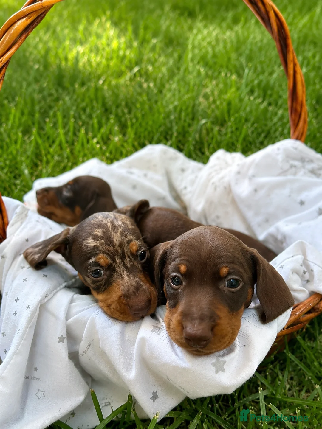 Dachshund dogs for sale: Dachshund mini  - Advert 5