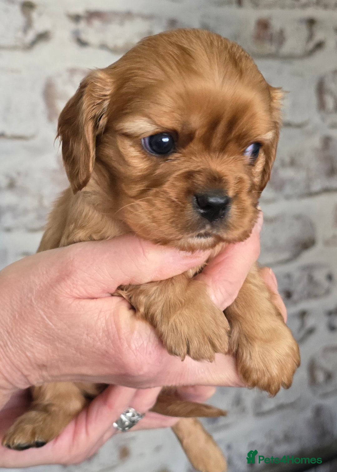 Cavalier King Charles Spaniel dogs for sale: Beautiful Cavalier King Charles Puppies  - Advert 14