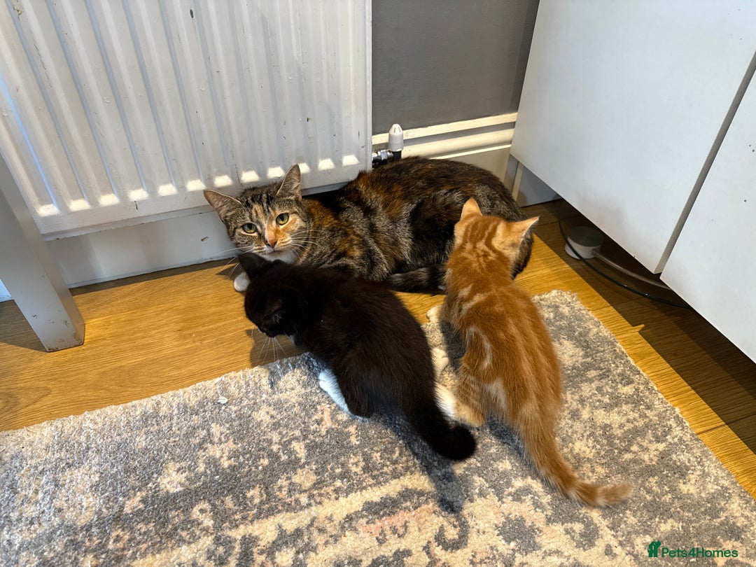 Domestic Shorthair cats for sale: 2 Male kittens - Image 7