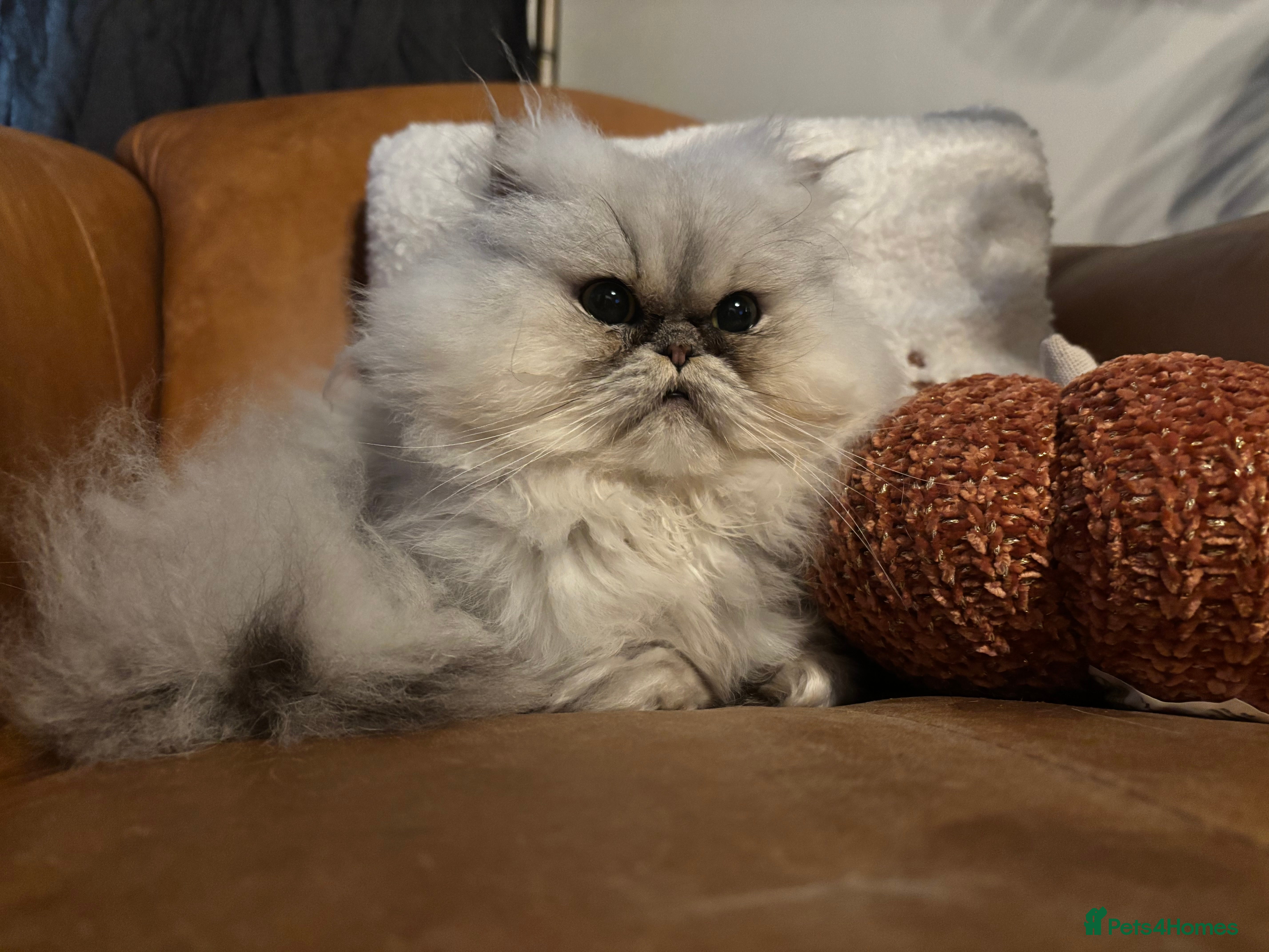 Persian cats Beautiful Persian Male  - Advert 3