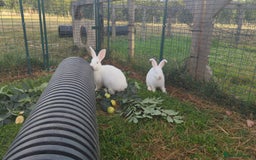New Zealand rabbits for sale: 🐰 New Zealand White Rabbits – Friendly, Healthy🐰 - Image 17