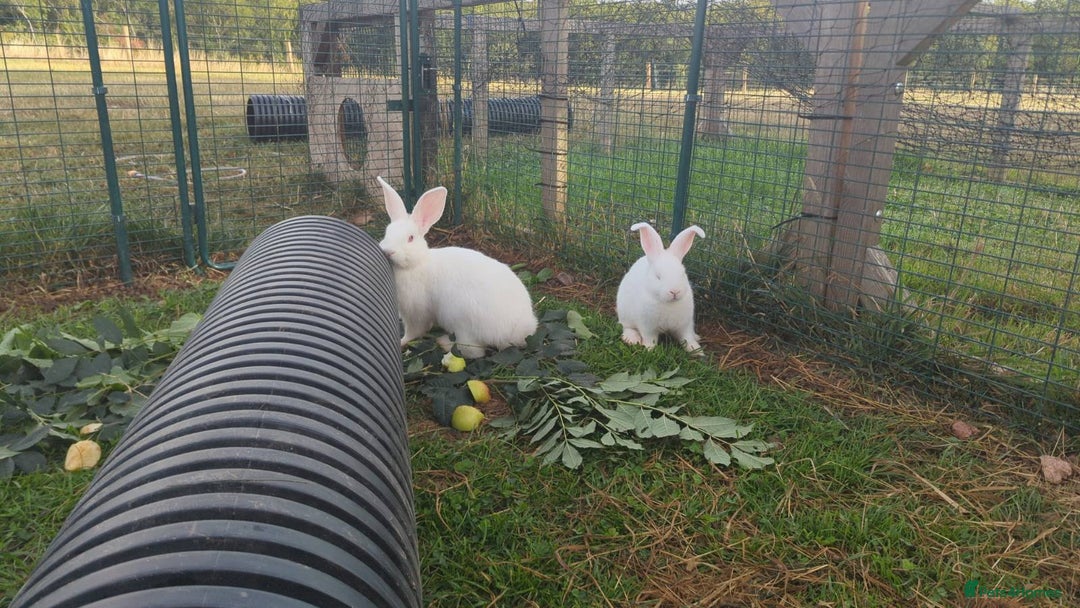 New Zealand rabbits for sale: 🐰 New Zealand White Rabbits – Friendly, Healthy🐰 - Image 17