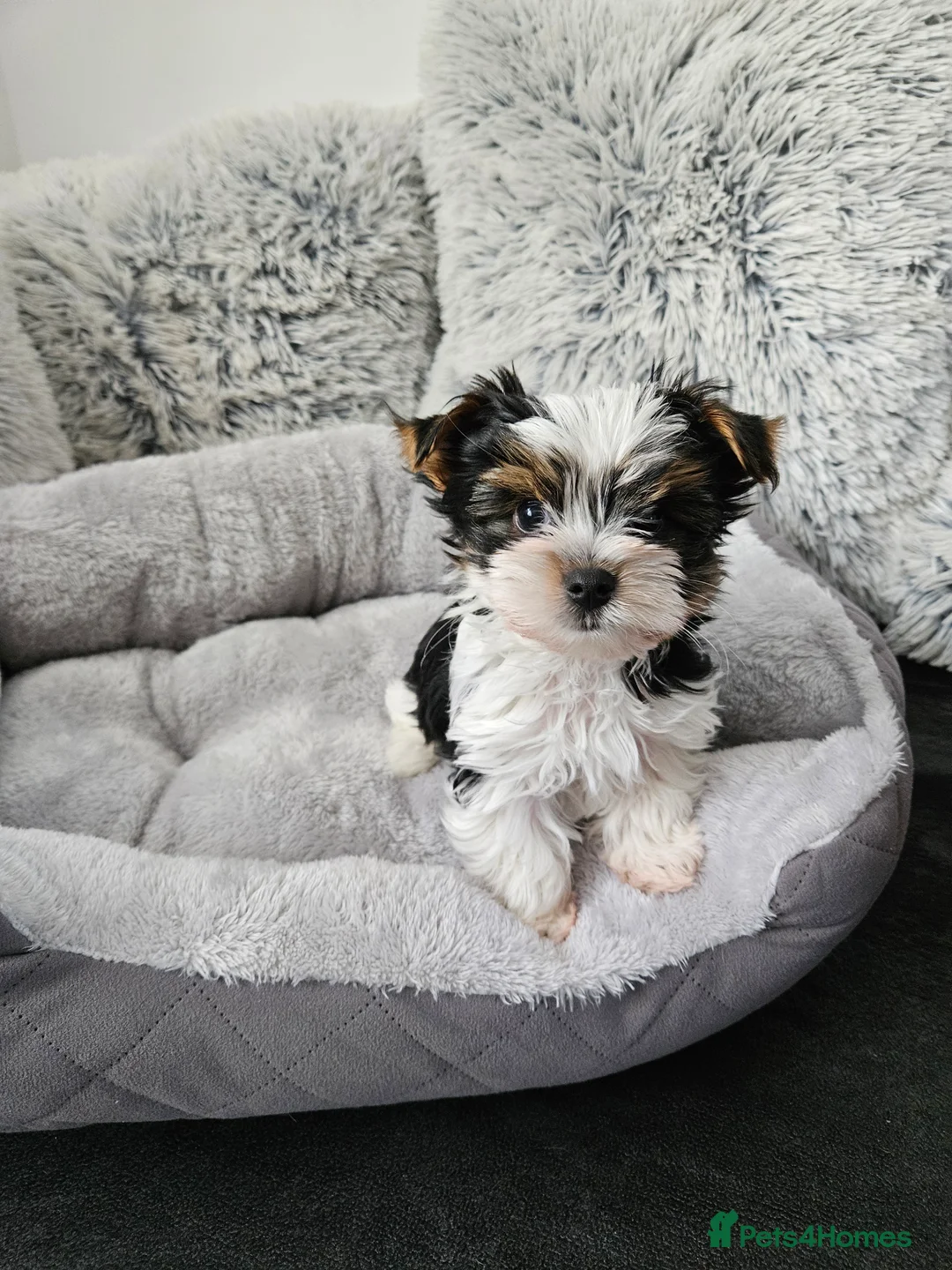 Biewer Terrier dogs for sale: Biewer Yorkshire Terier - Advert 7