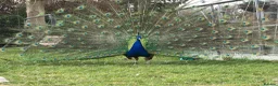 Peafowl poultry for sale: Indian Blue Peacocks for sale (3 males, 1 female)  in High Wycombe - Advert 11