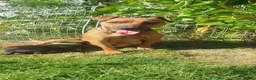 Mixed Breed dogs for sale: Patterdale Terrier x chihuahua puppies  - Advert 16