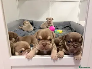 English Bulldog dogs KC English Bulldog Puppies Exceptional Quality - Advert 1