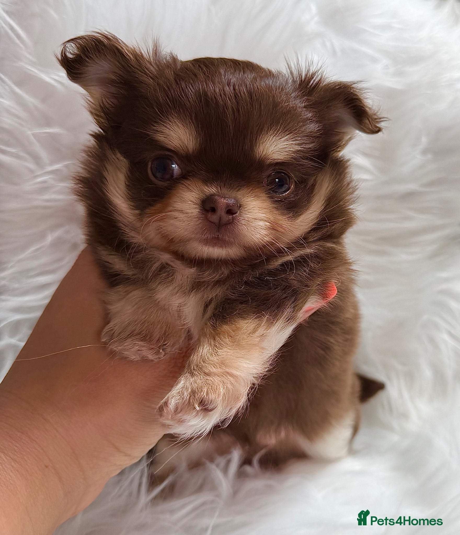 Chihuahua dogs KC registered long coat chihuahua puppies  - Advert 1