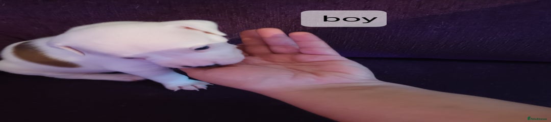 Staffordshire Bull Terrier Puppy 8