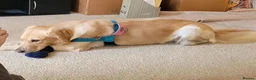 Golden Retriever dogs for sale: Gentle golden looking for a new family. in Taunton - Advert 3