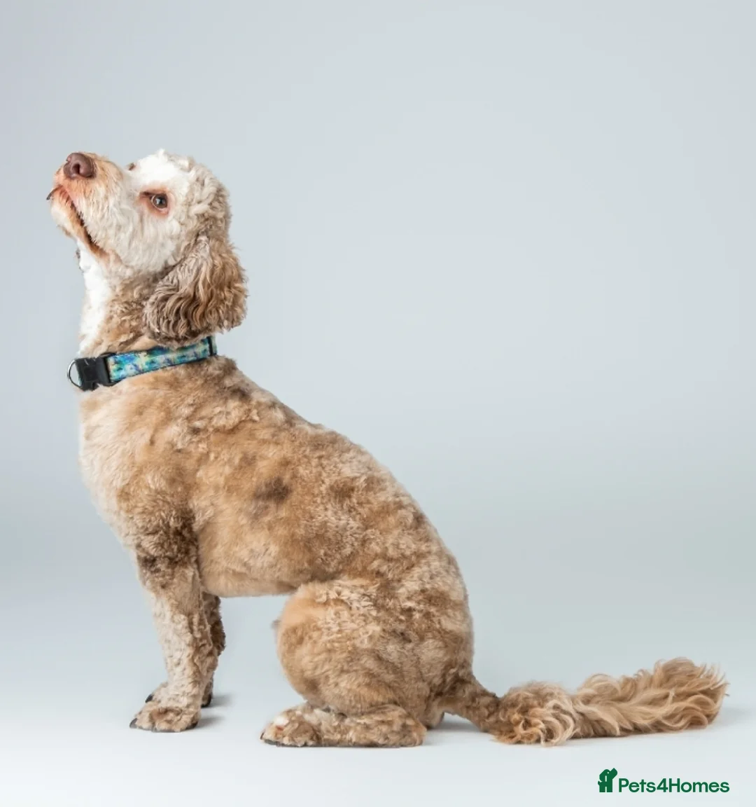 Cockapoo dogs for stud: Buddy - F2b Merle Cockapoo REPEATEDLY PROVEN  Stud in Manchester - Advert 4