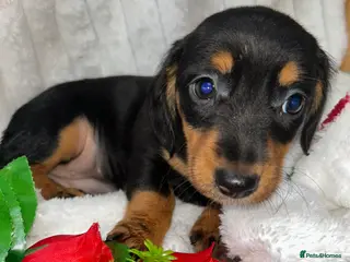 Miniature Dachshund dogs Miniature dachshund - Advert 5