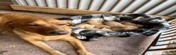 Labrador Retriever dogs for sale: KC registered Fox Red Labrador puppies - Advert 4