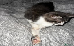 Domestic Shorthair cats for sale: Beautiful grey and white kittens  - Image 2
