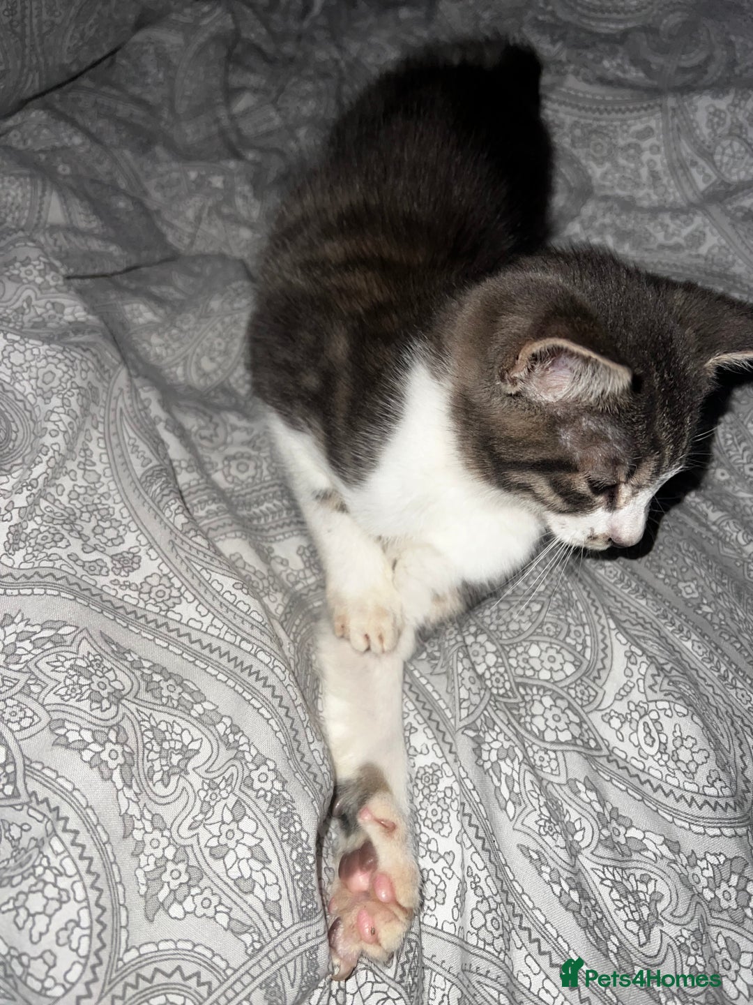 Domestic Shorthair cats for sale: Beautiful grey and white kittens  - Image 2