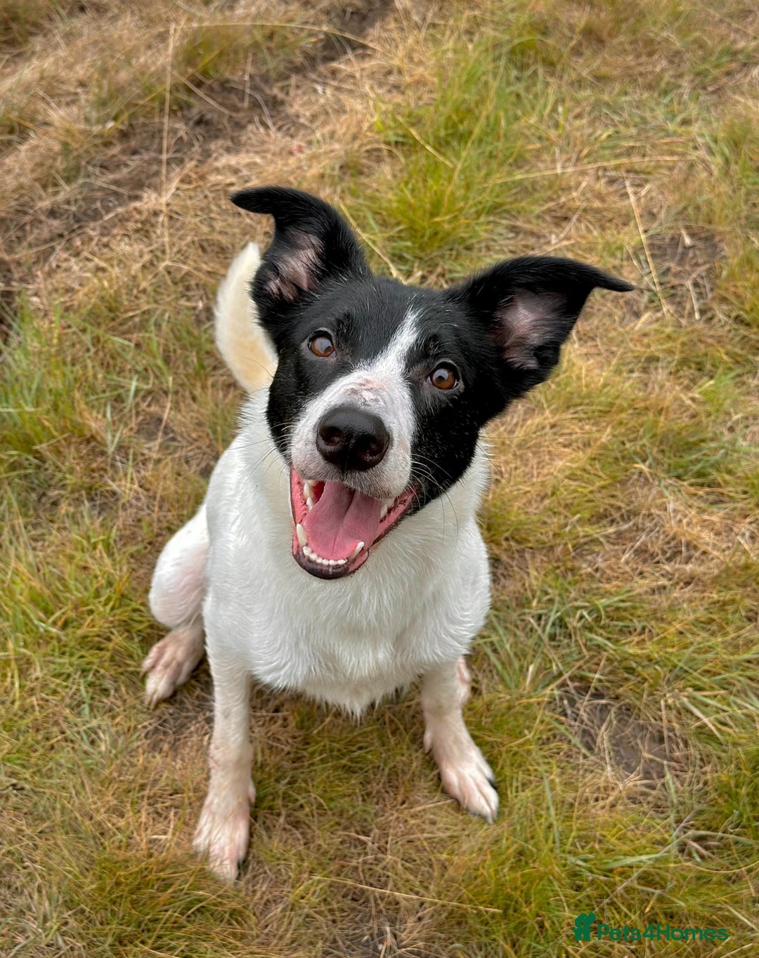 Mixed Breed dogs for sale: 🐾 Border Collie x Blue Heeler Puppies FOR SALE 🐾 - Image 11
