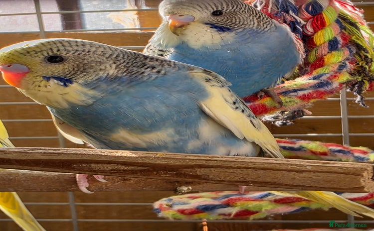 Budgerigars birds - Advert 3