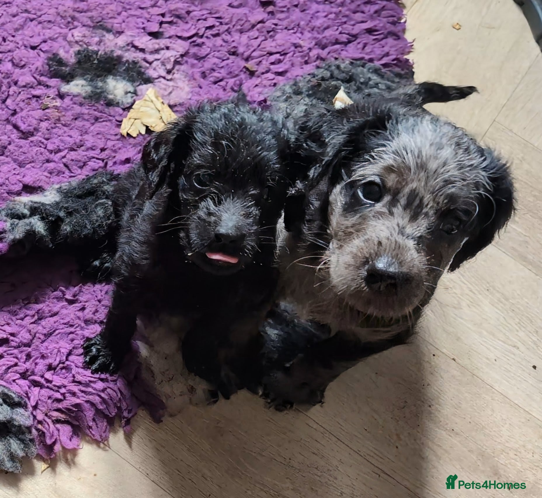 Labradoodle dogs Miniature Labradoodles -Merle, Phantom, Black, Red - Advert 1