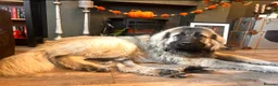 Caucasian Shepherd Dog dogs for sale: Caucasian Mountain Dog (Male) - Advert 3