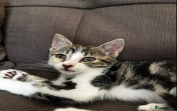 Domestic Shorthair cats for sale: Beautiful kittens for sale £50 each - Image 2