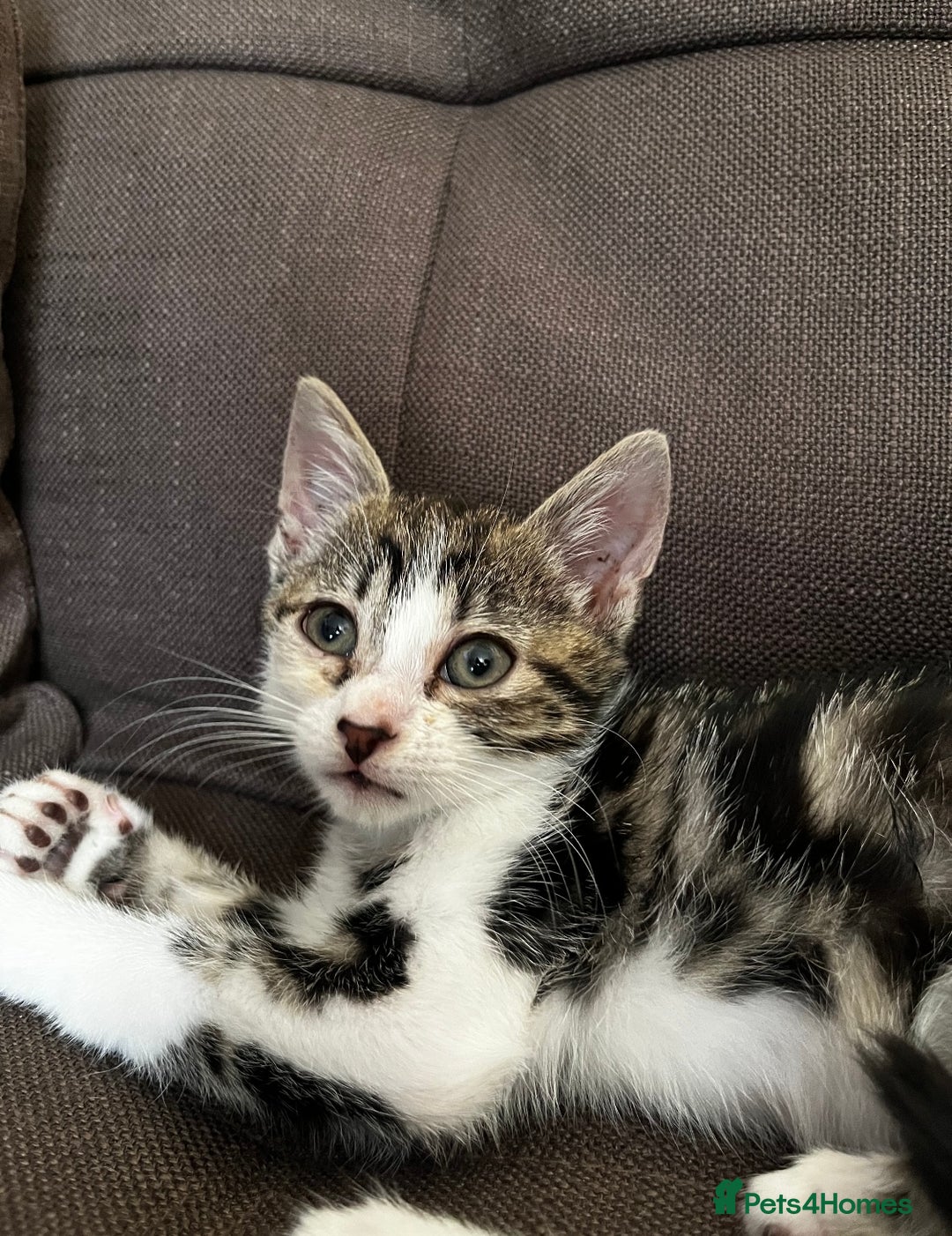Domestic Shorthair cats for sale: Beautiful kittens for sale £50 each - Image 2