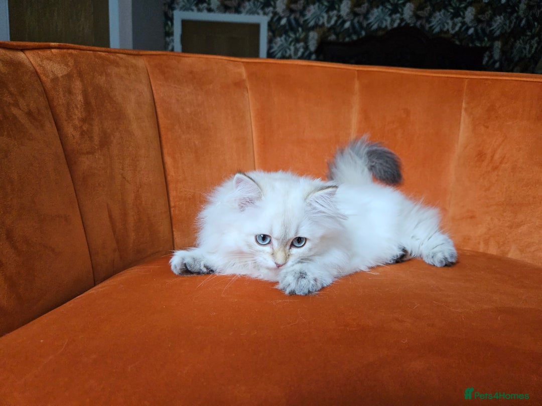 Scottish Fold cats for sale: Excellent Scottish straight girl ready to go in Erith - Image 17