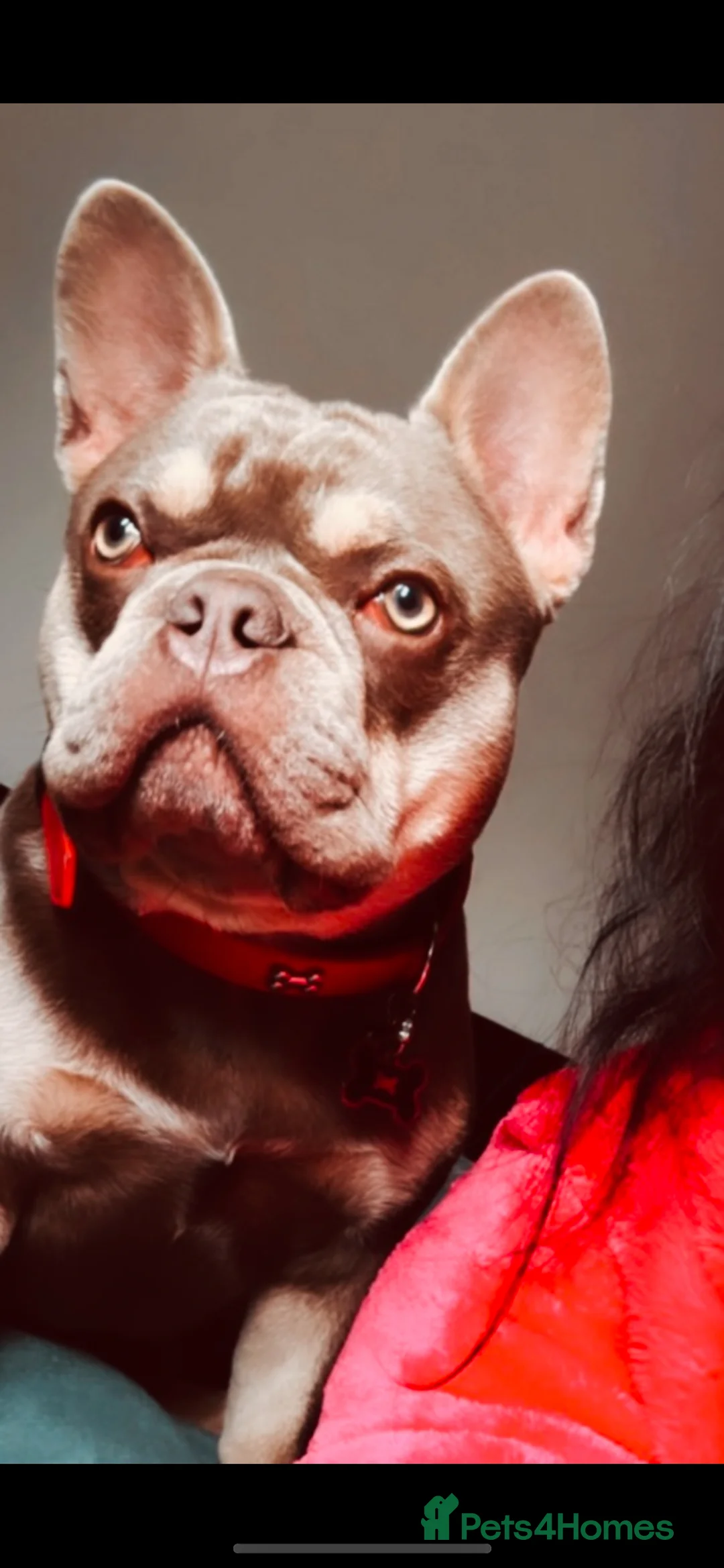 French Bulldog dogs for sale: Wallace 2 years old  - Advert 1