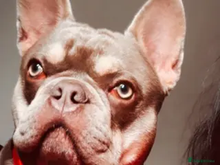 French Bulldog dogs Wallace 2 years old - Advert 17