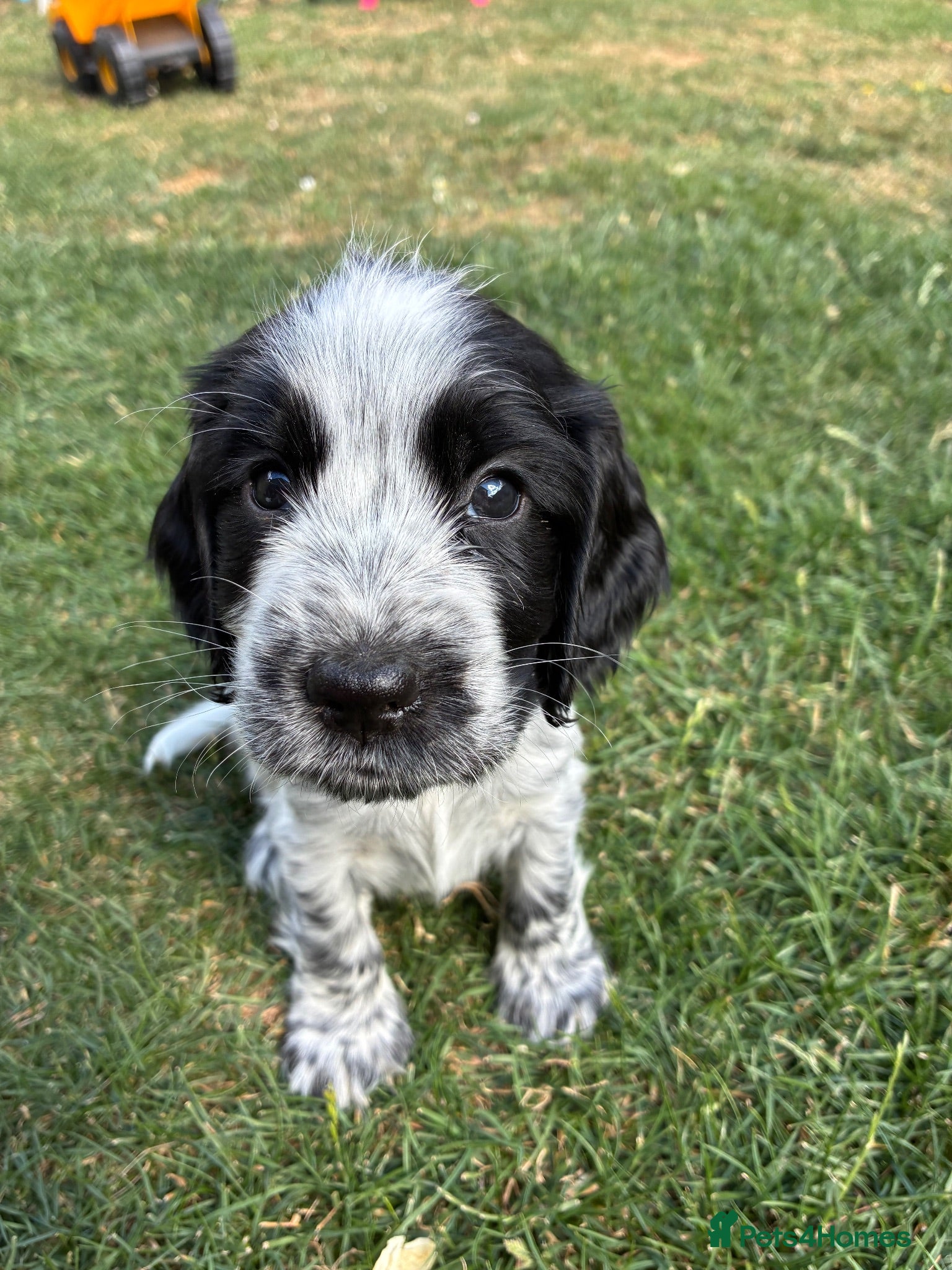 Cocker Spaniel dogs 2 Beautiful Cocker Spaniel Puppies for Sale - Advert 1