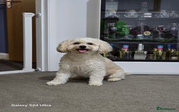 Mixed Breed dogs for stud: Tobii - Image 3