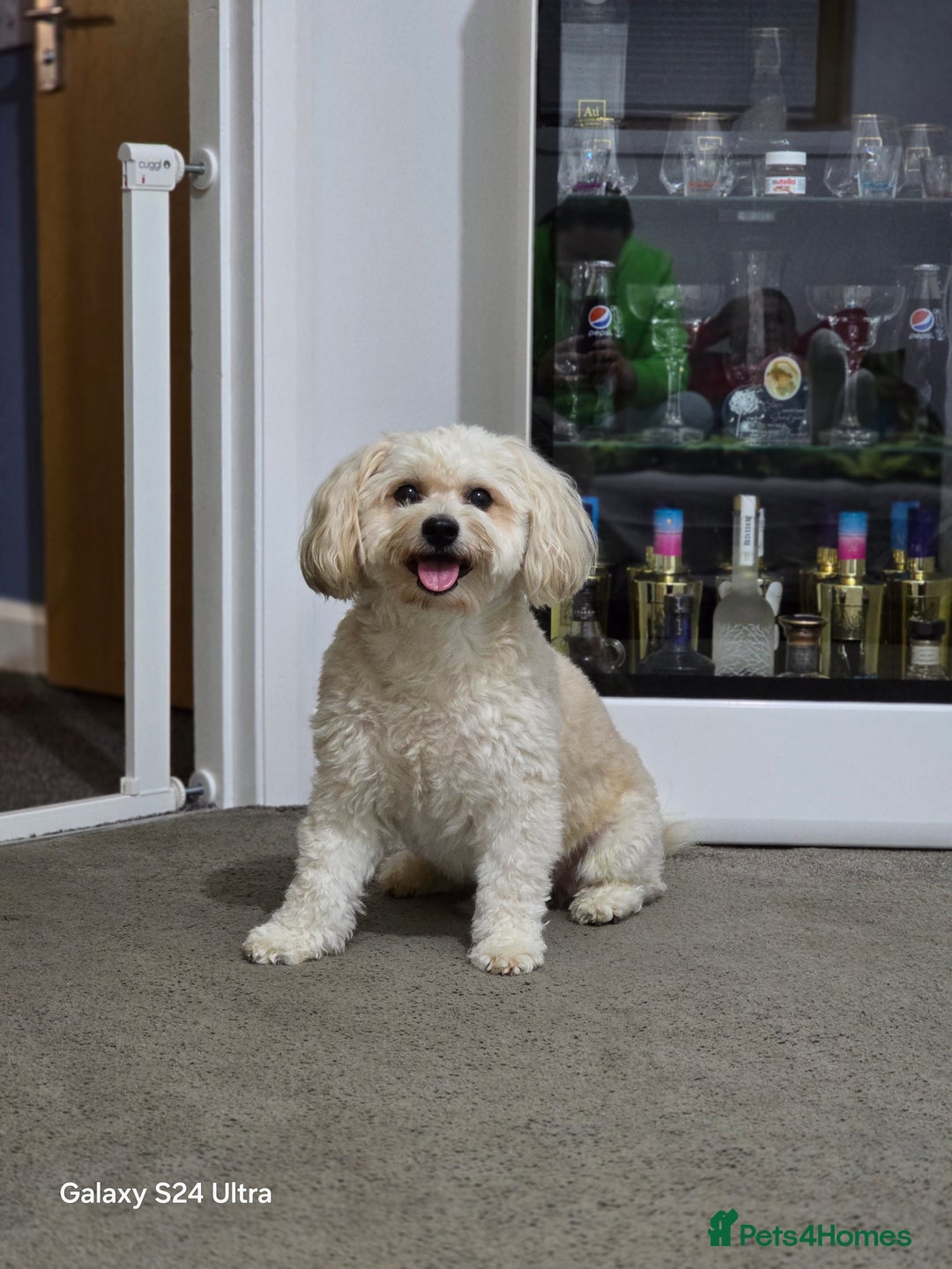 Mixed Breed dogs for stud: Tobii - Image 3