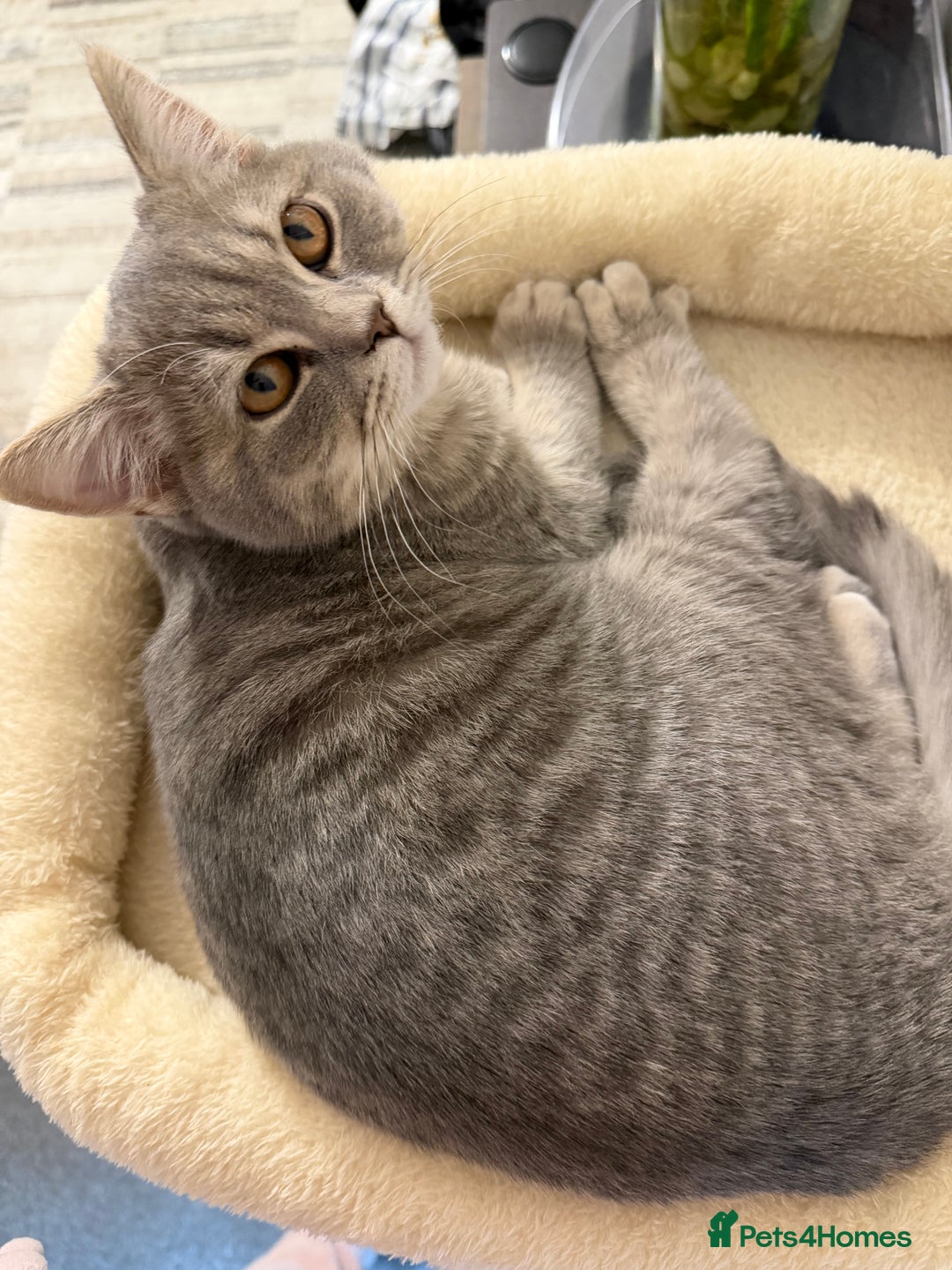 British Shorthair cats for sale: British shorthair  - Advert 4