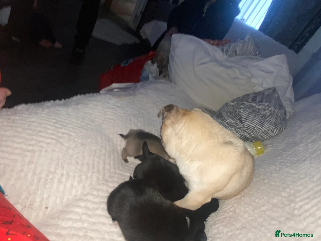 Chug dogs for sale: 3 beautiful chug puppy’s 😍🏡 - Advert 13