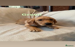 Labrador Retriever dogs for sale: Ready to leave! Beautiful KC Fox Red Labrador Girl - Image 10