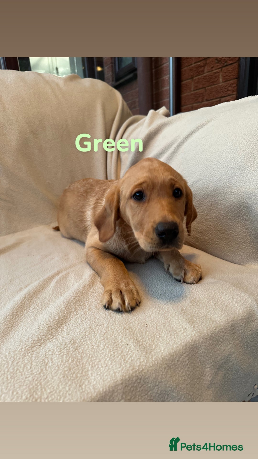 Labrador Retriever dogs for sale: Ready to leave! Beautiful KC Fox Red Labrador Girl - Image 10