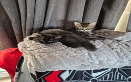 Mixed Breed cats for sale: Super friendly kittens - Image 2