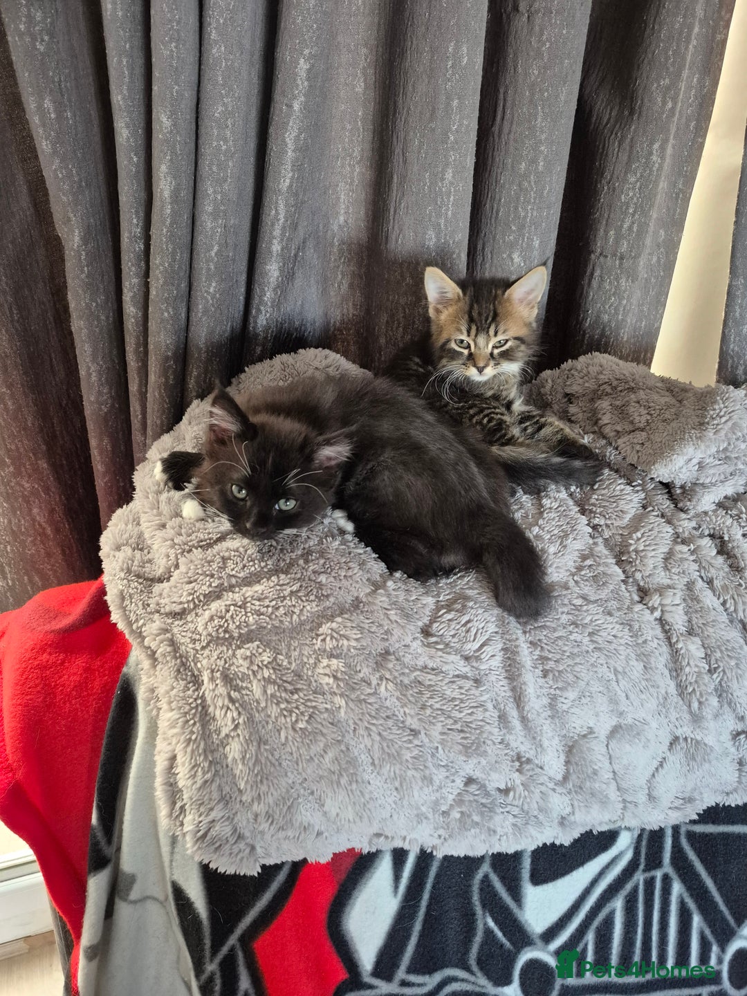 Mixed Breed cats for sale: Super friendly kittens - Image 2