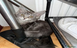 Maine Coon cats for sale: Maine Coon Kittens in Greenford - Image 29
