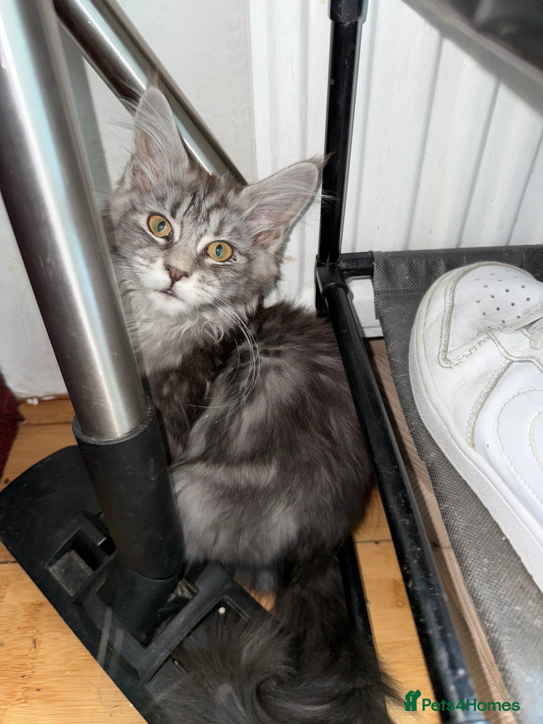 Maine Coon cats for sale: Maine Coon Kittens in Greenford - Image 29