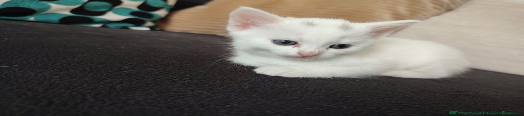Siberian Kitten 3