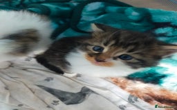 Mixed Breed cats for sale: Four lovely fluffy kittens  - Image 22