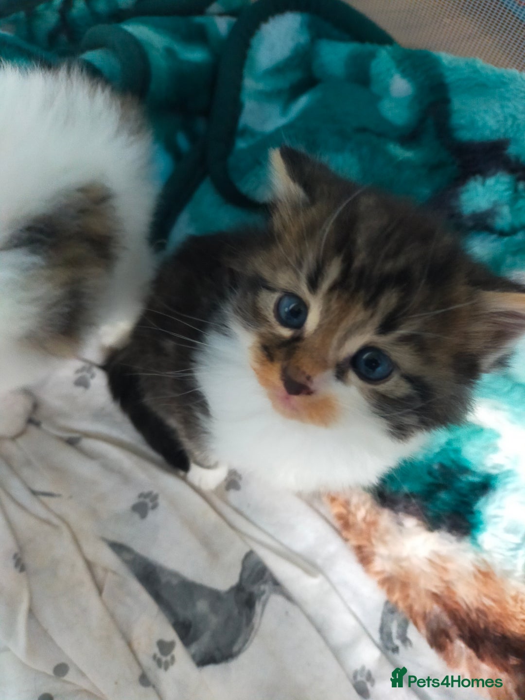 Mixed Breed cats for sale: Four lovely fluffy kittens  - Image 22
