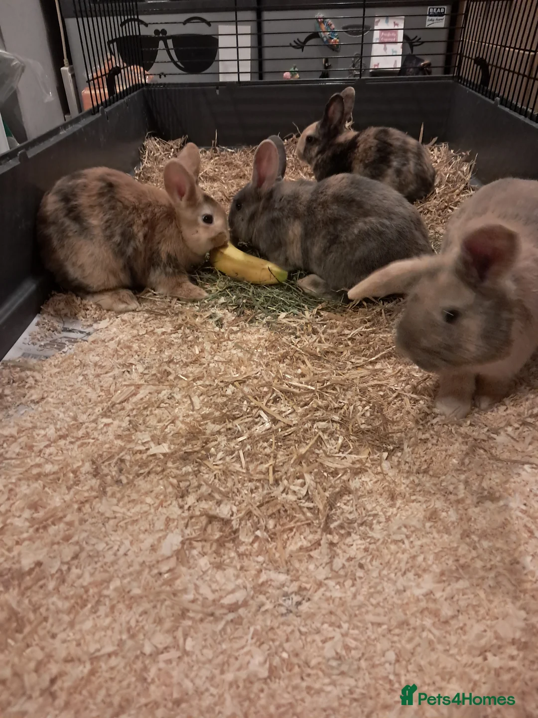 Mixed Breed rabbits for sale: Gorgeous lop x bunnies available  - Advert 11