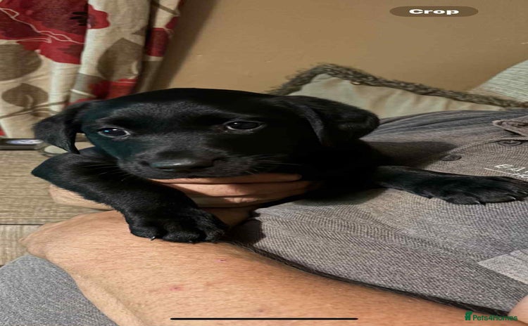 Labrador Retriever dogs - Advert 1