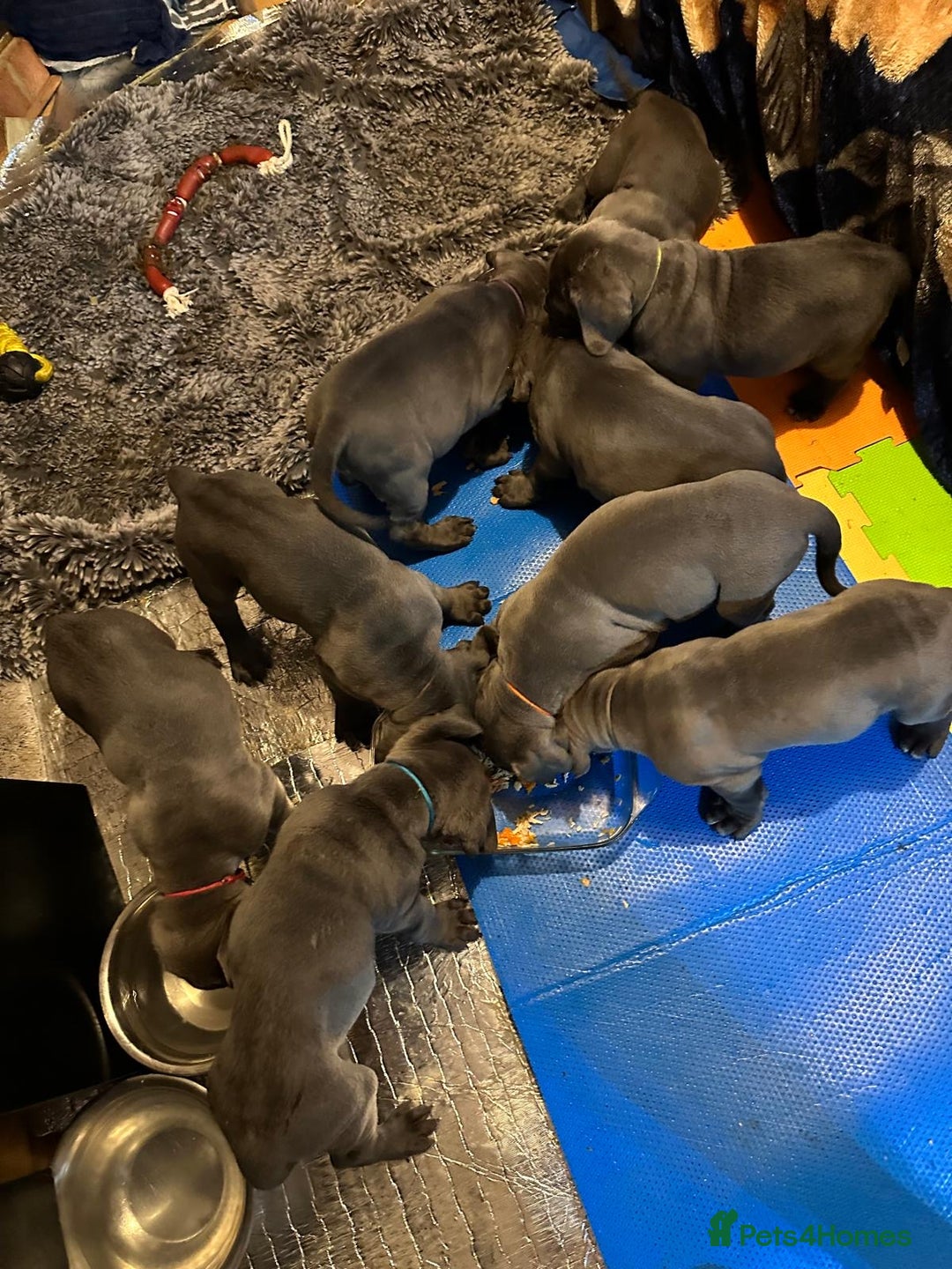 Cane Corso dogs for sale:  Pure breed Cane Corso  Puppies Looking for Homes  - Image 22