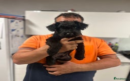 Mixed Breed dogs for sale: Lakeland/patterdale terrier pups - Image 1