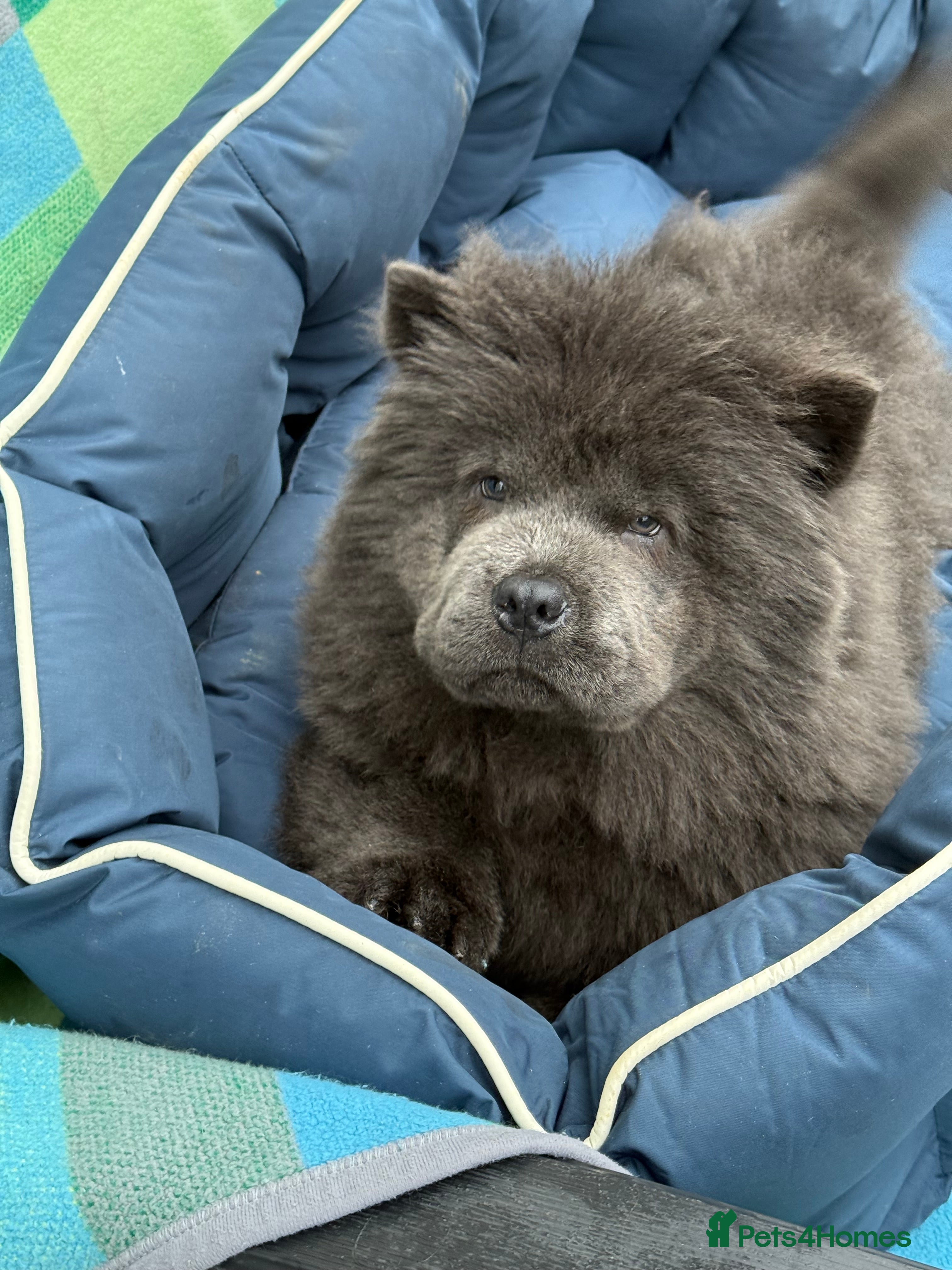 Chow Chow dogs KC Reg Chow Chow Puppies  - Advert 7